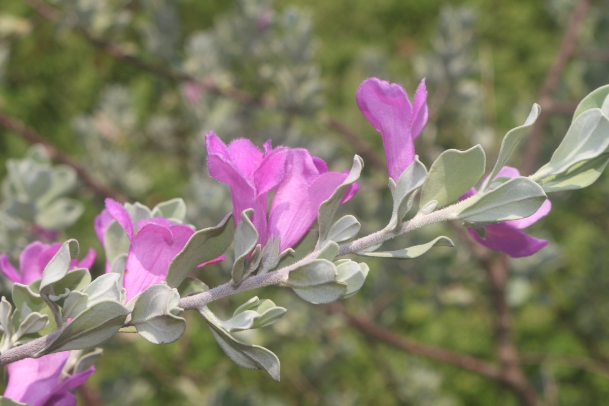 Leucophyllum frutescens (Berland.) I.M.Johnst.